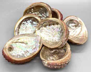 3-4" Abalone Shell incense burner